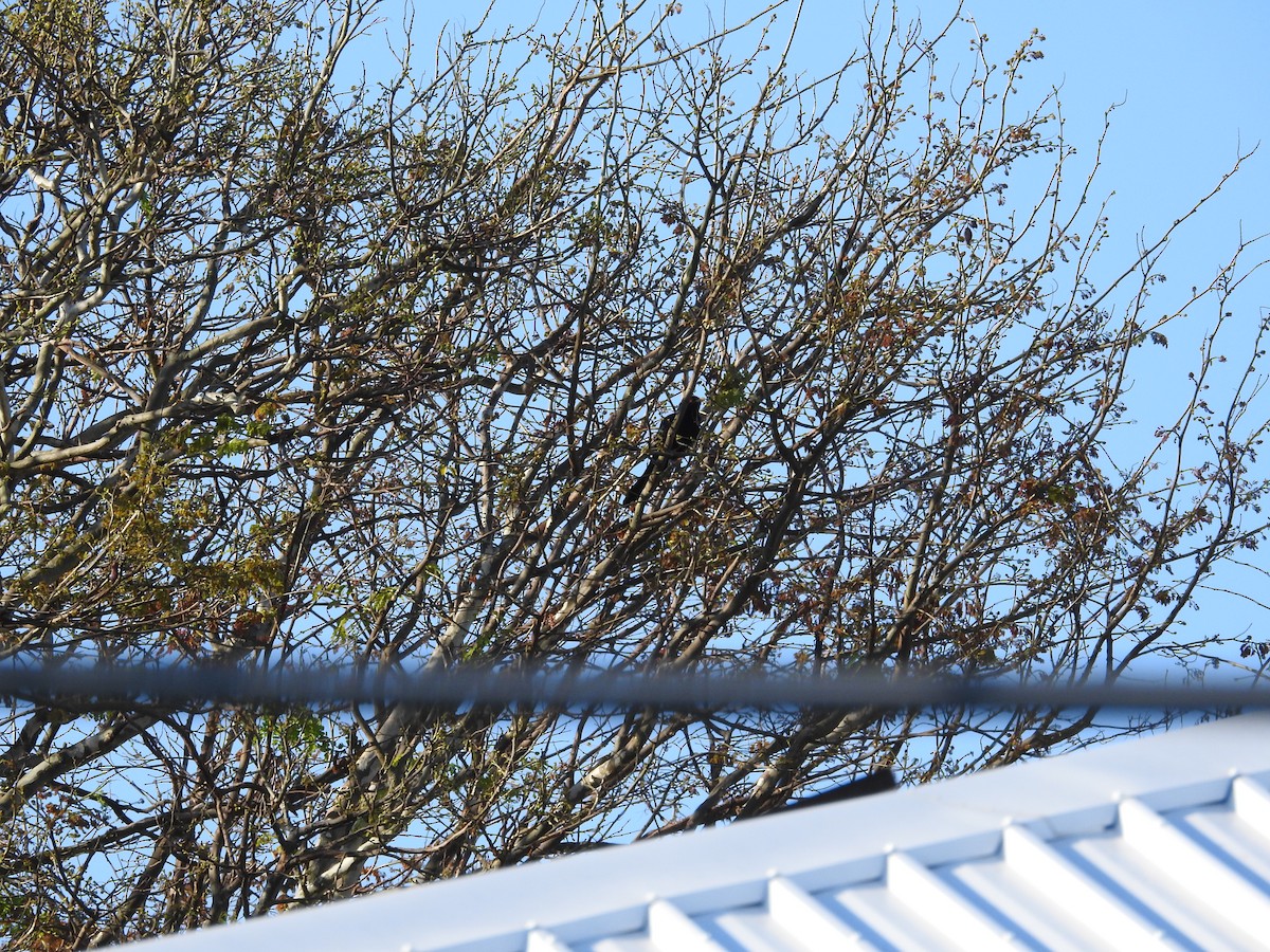 Pacific Koel - ML646420300