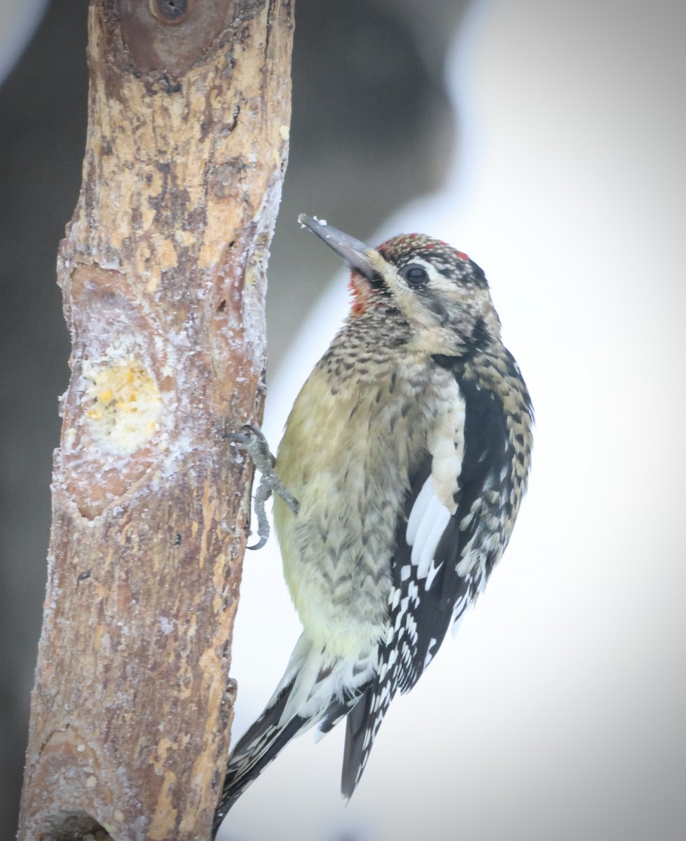 Yellow-bellied Sapsucker - ML646420301
