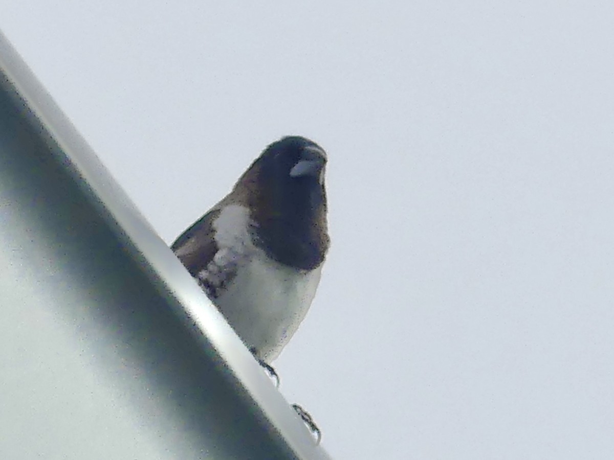 Bronze Mannikin - ML646420303