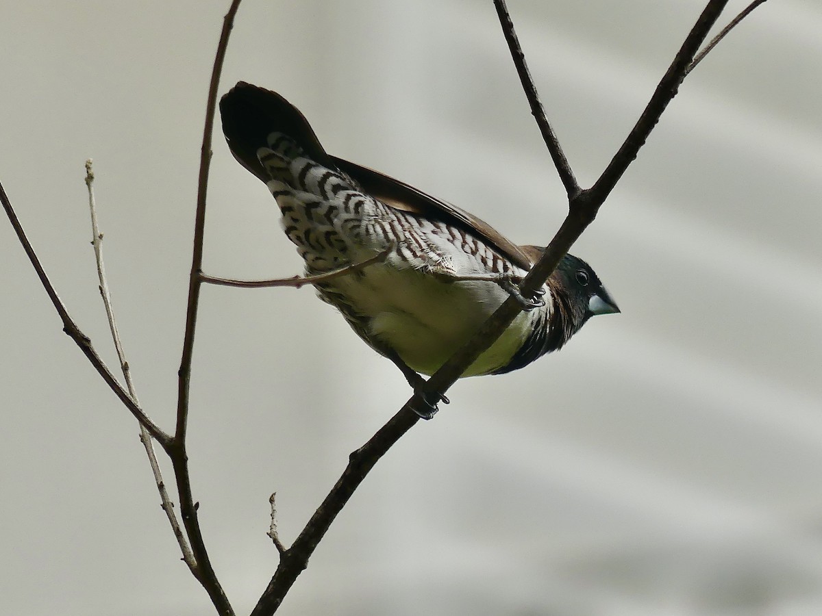 Bronze Mannikin - ML646420304