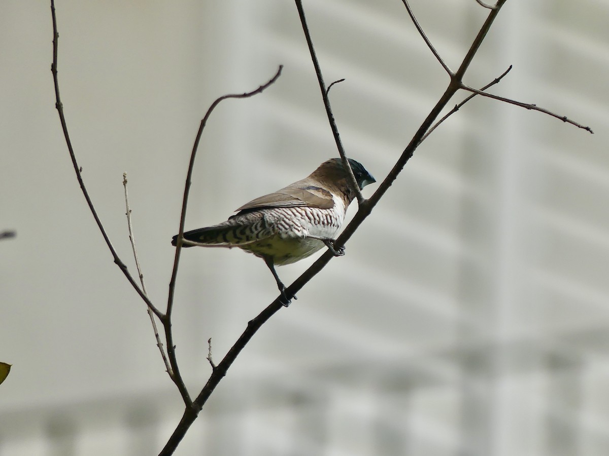 Bronze Mannikin - ML646420305