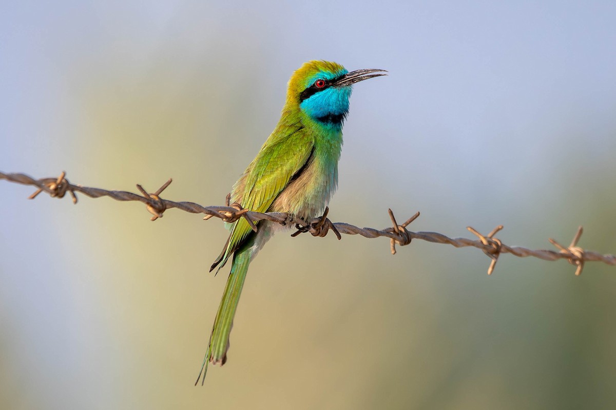 Arabian Green Bee-eater - ML646420308