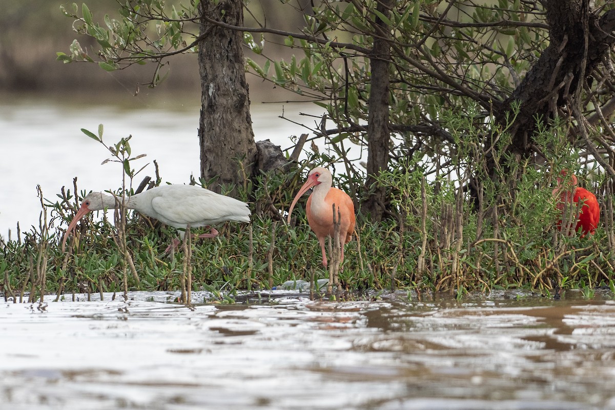 Hybride Ibis blanc x I. rouge - ML646420309