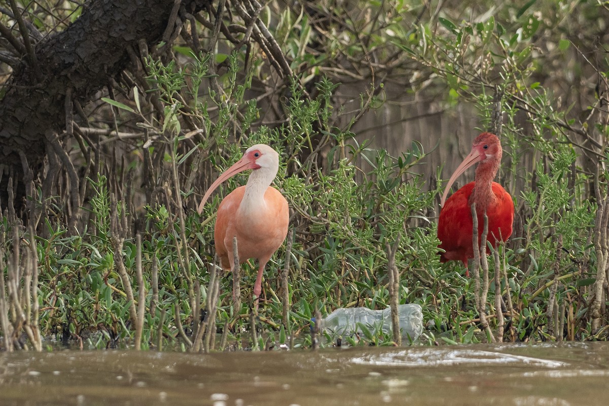 Hybride Ibis blanc x I. rouge - ML646420310
