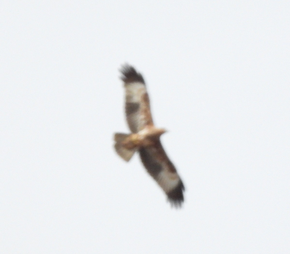 Brahminy Kite - ML646420311