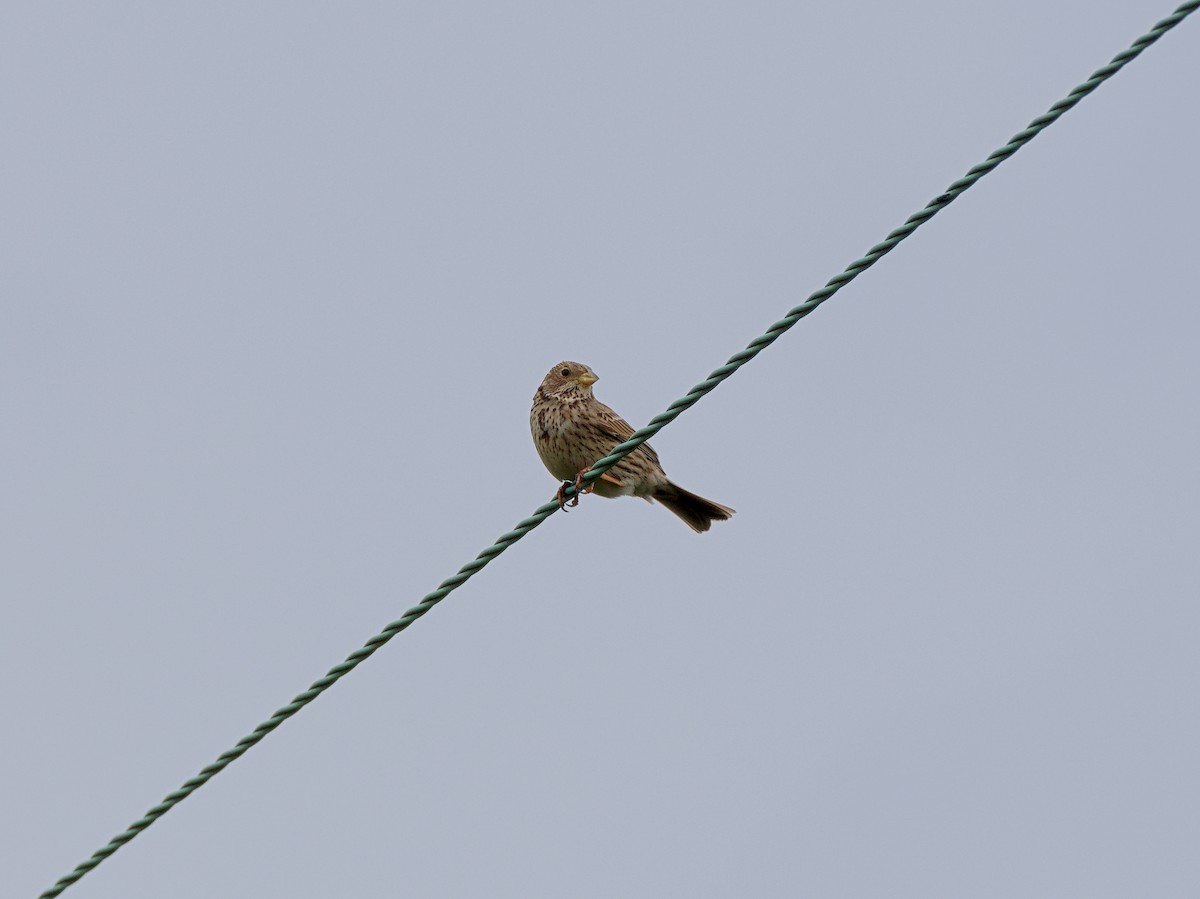 Corn Bunting - ML646420313