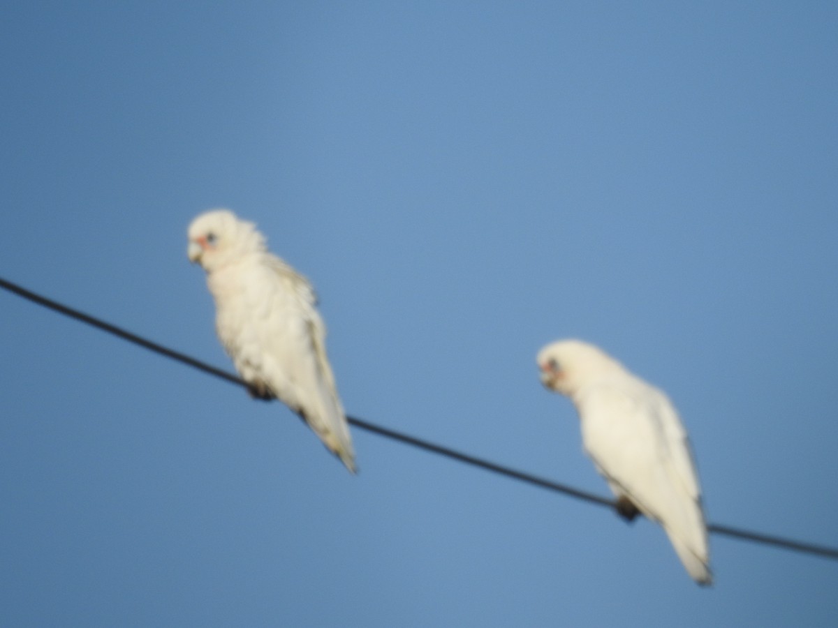 Little Corella - ML646420314