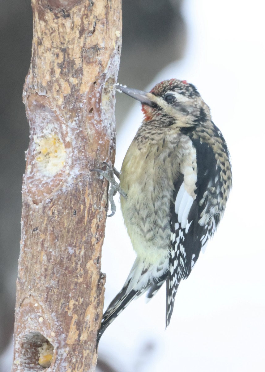 Yellow-bellied Sapsucker - ML646420315