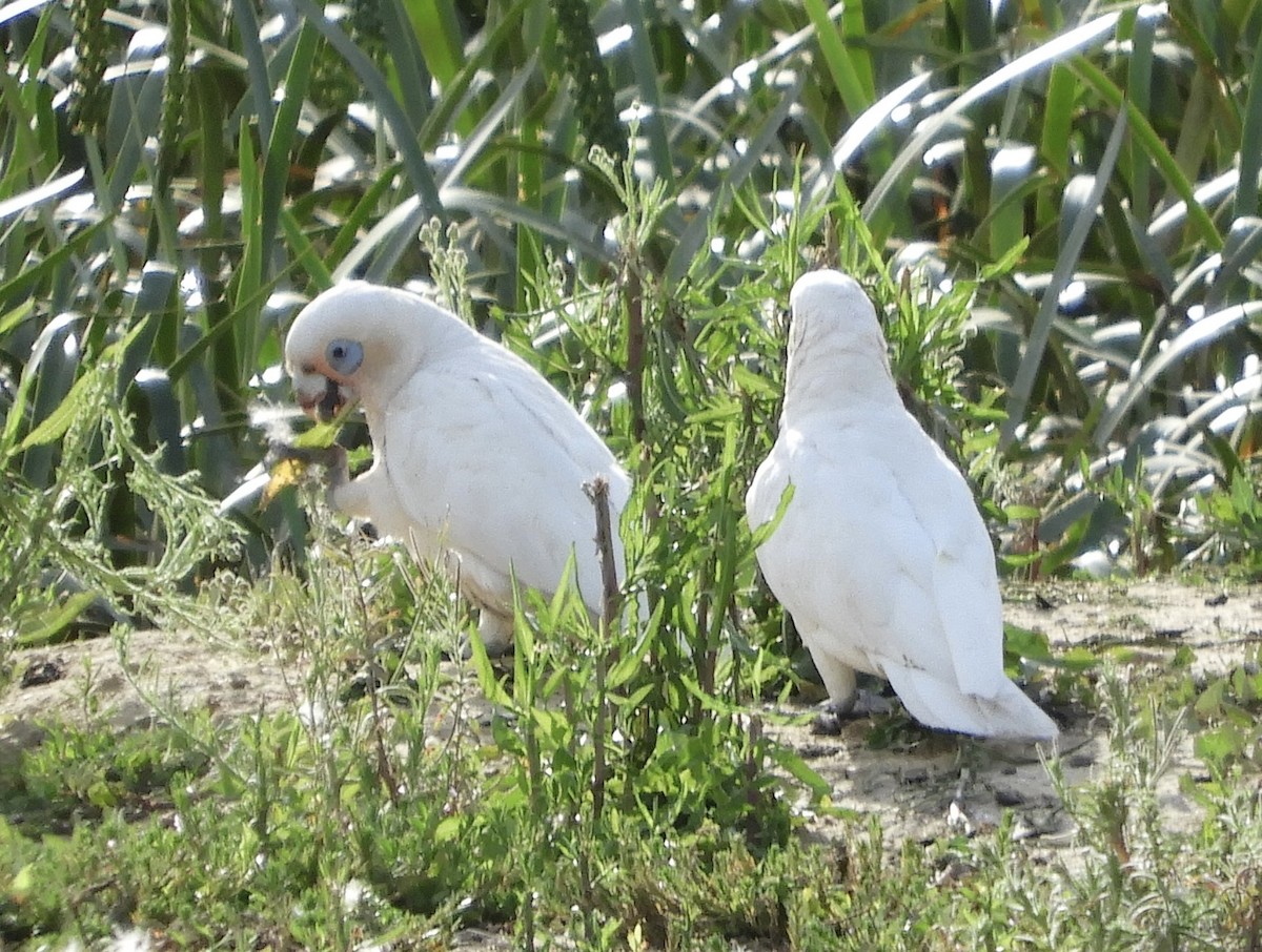 kakadu naholící - ML646420317