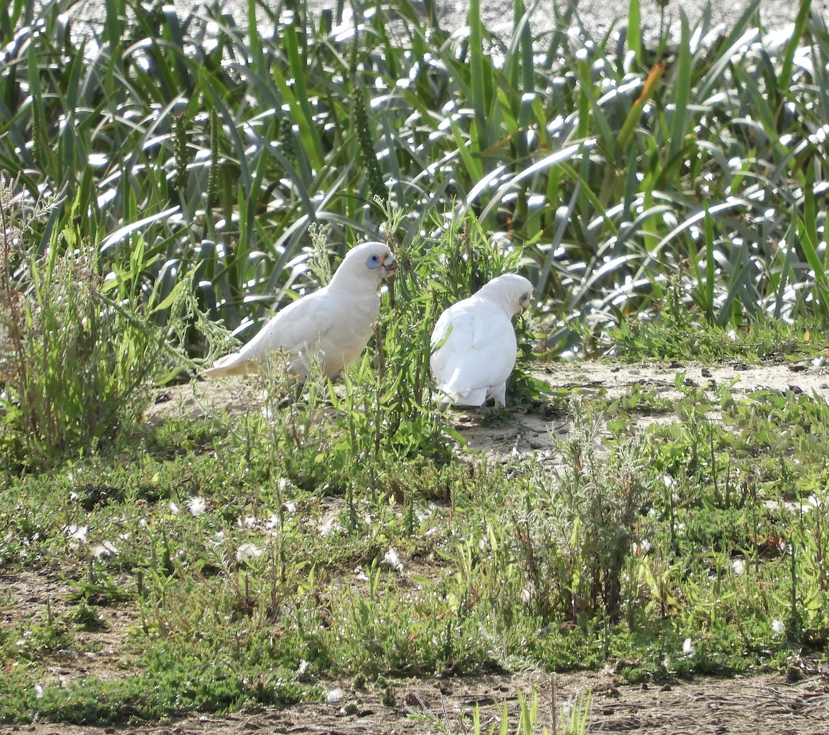 kakadu naholící - ML646420318