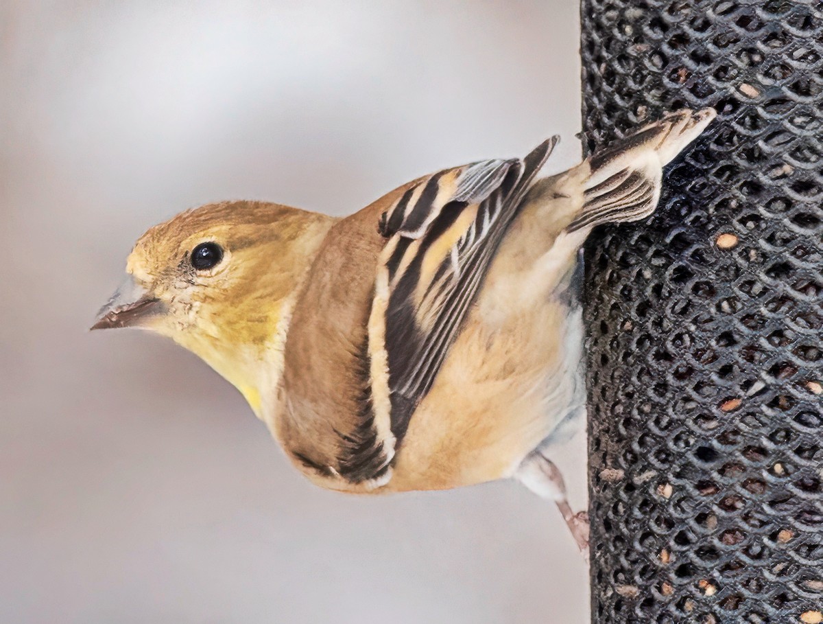 Goldzeisig - ML646420319