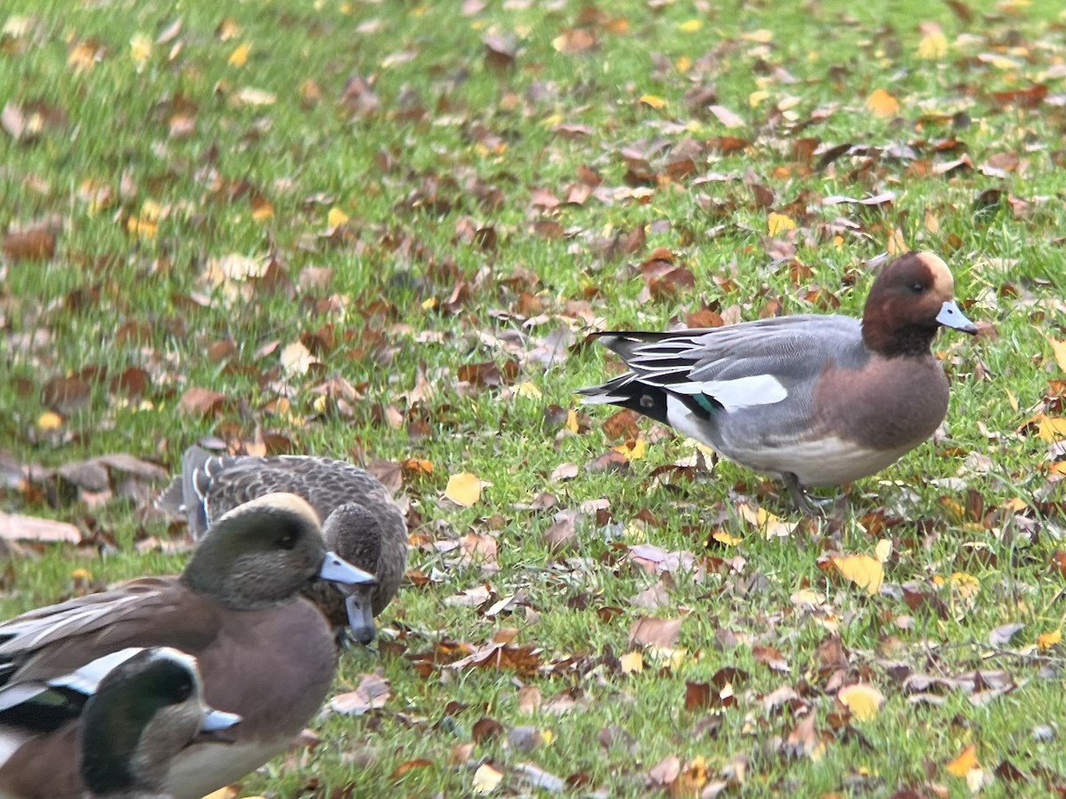 Eurasian Wigeon - ML646420322