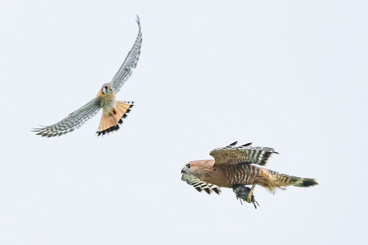 Red-shouldered Hawk - ML646420323