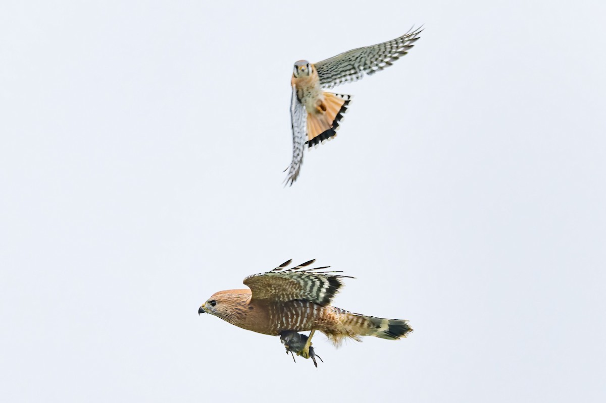 Red-shouldered Hawk - ML646420324
