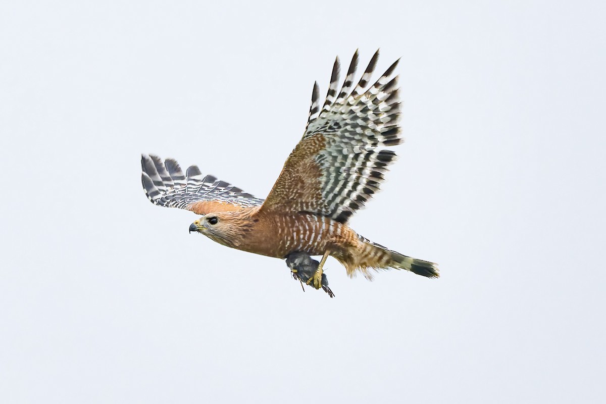 Red-shouldered Hawk - ML646420325