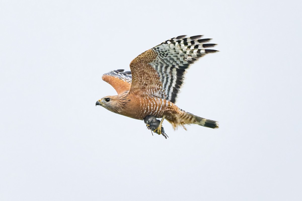 Red-shouldered Hawk - ML646420326