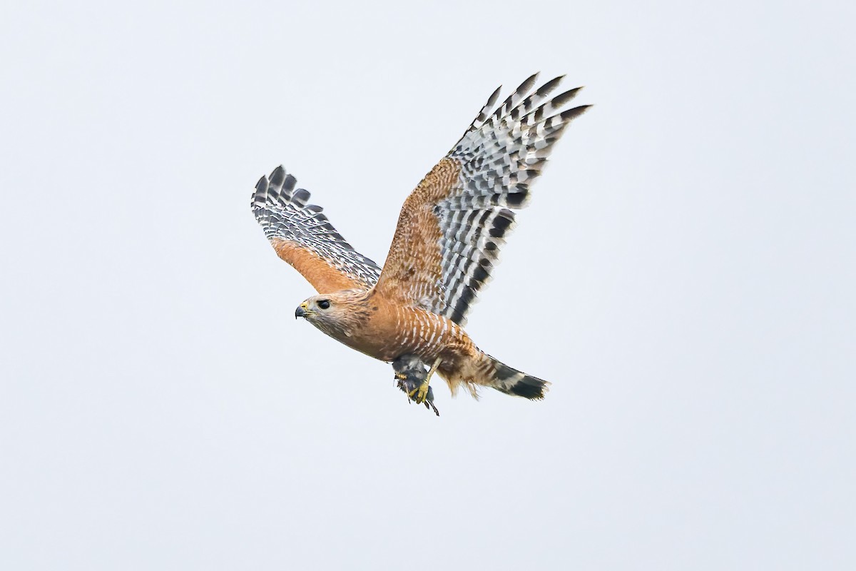 Red-shouldered Hawk - ML646420327