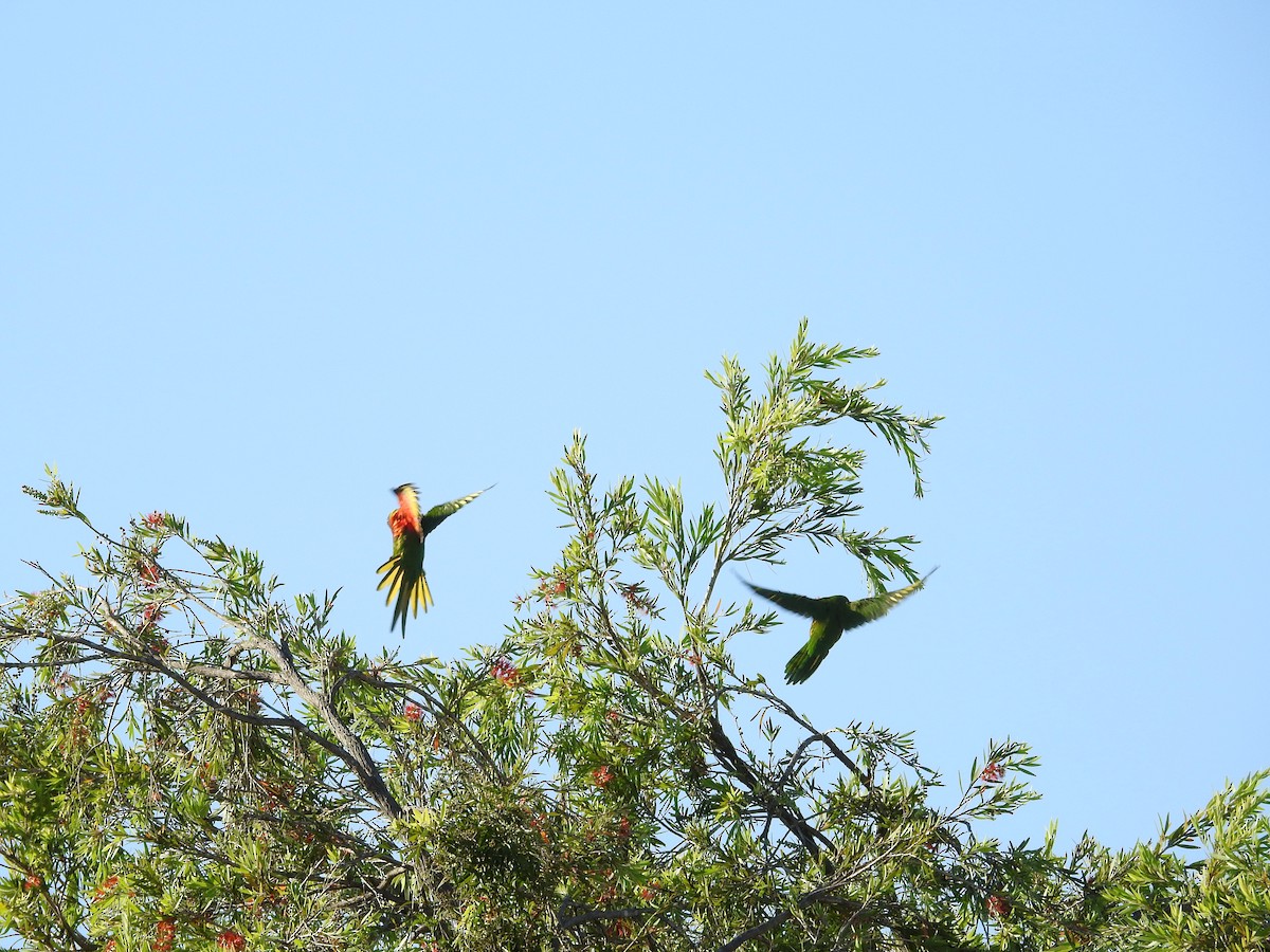 オーストラリアゴシキセイガイインコ - ML646420328