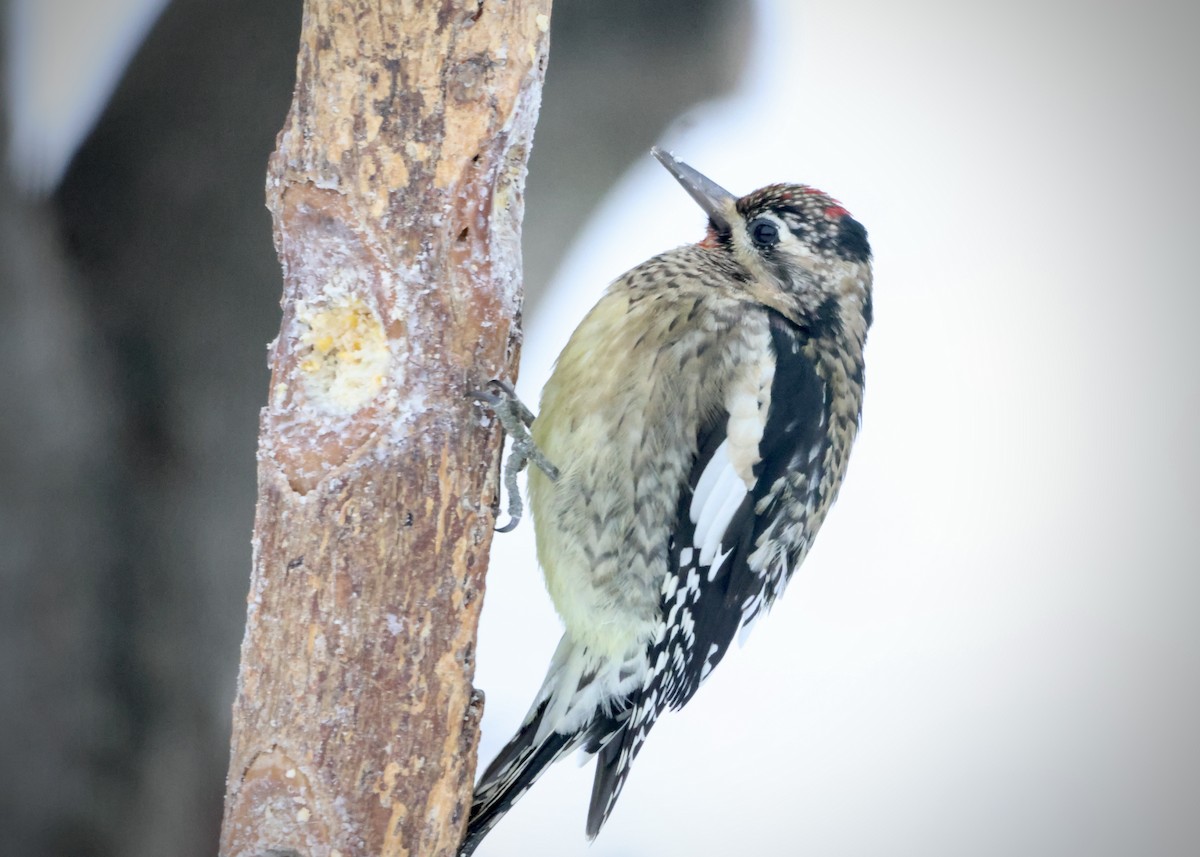 Yellow-bellied Sapsucker - ML646420329