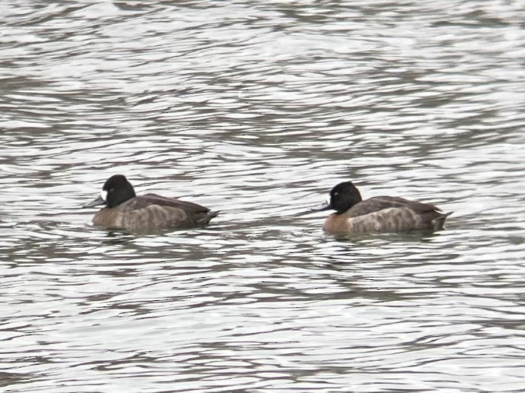 Lesser Scaup - ML646420330