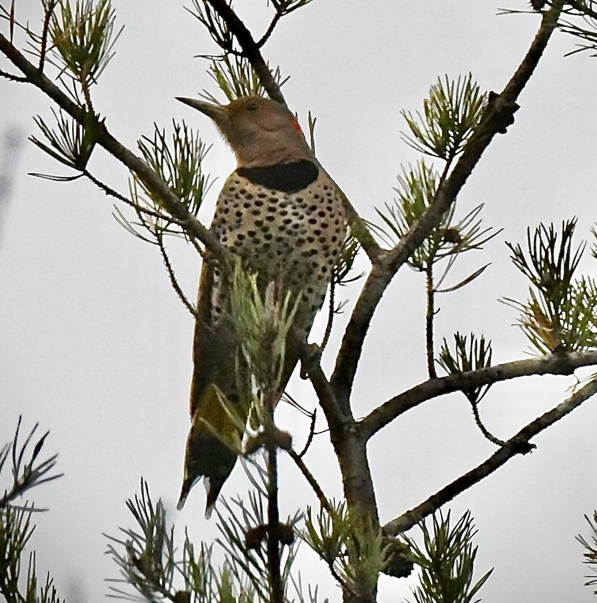 ハシボソキツツキ（auratus／luteus） - ML646420332