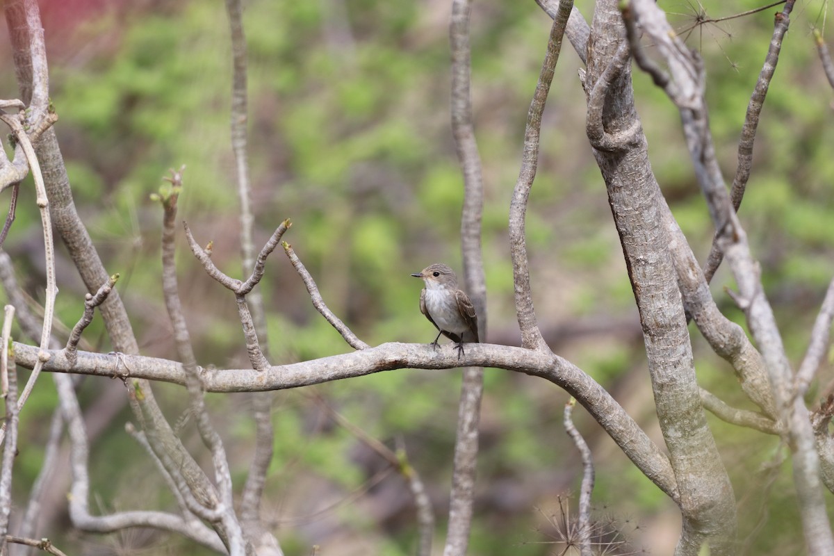 ムナフヒタキ - ML646420333