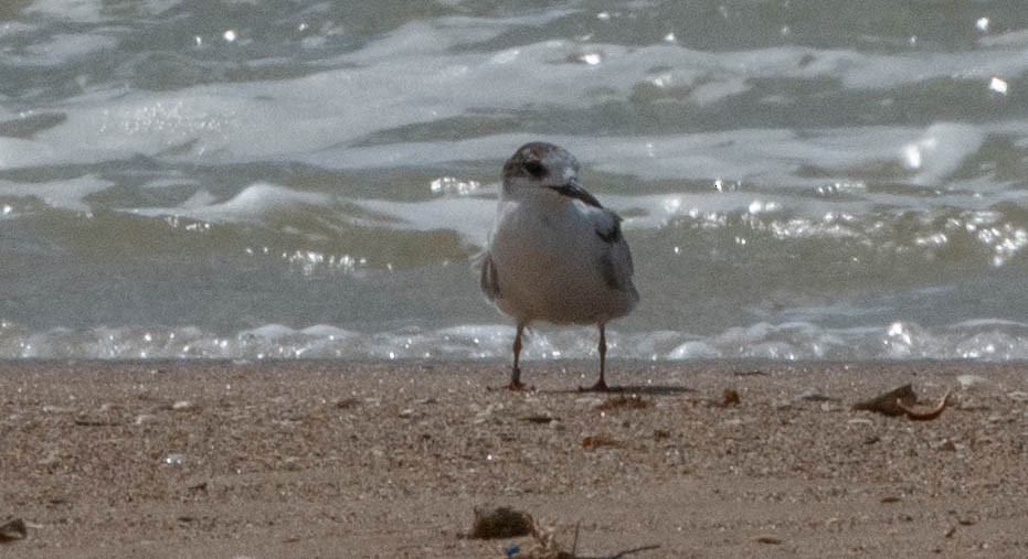 アジサシ - ML646420335