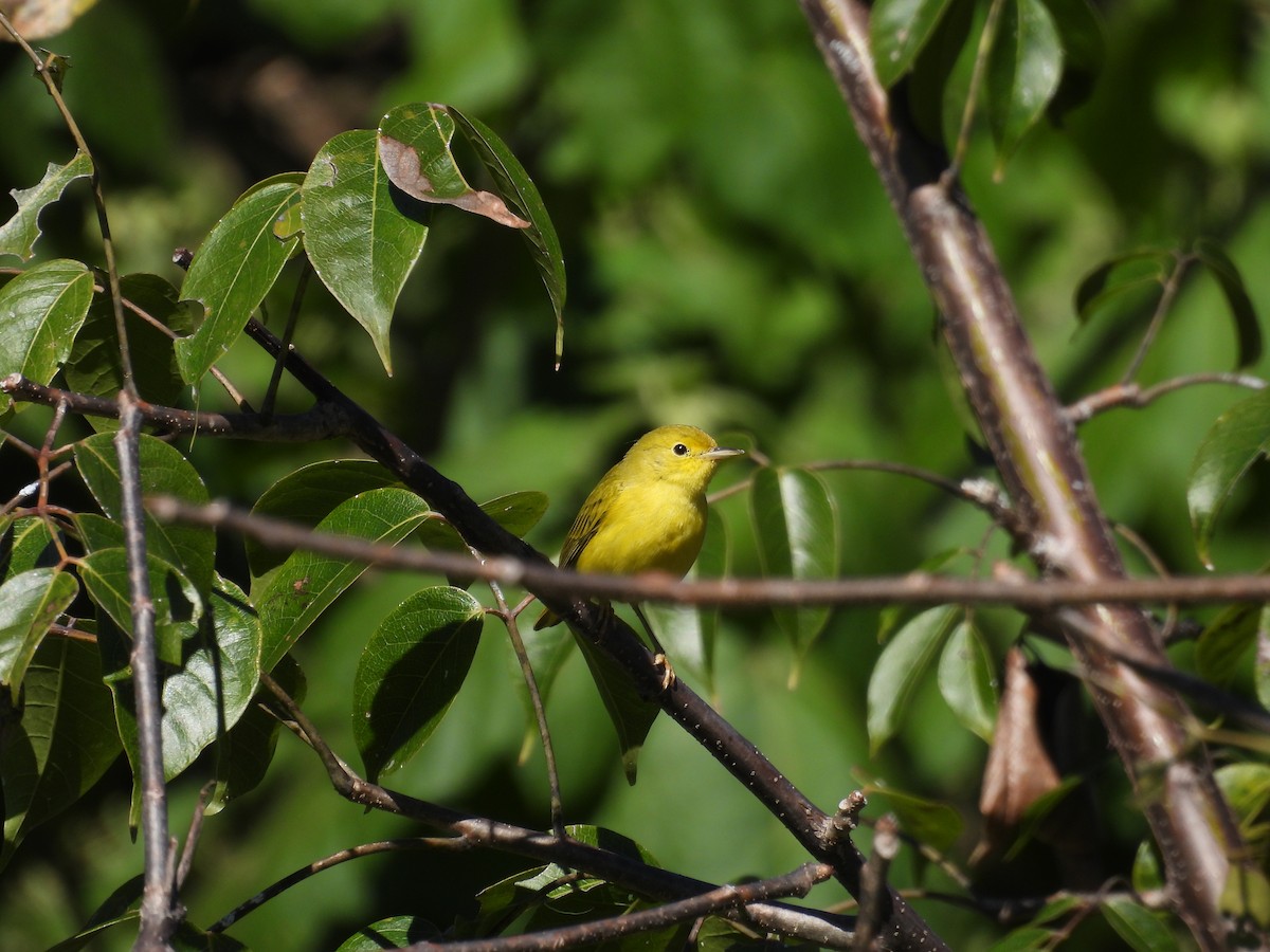 Northern Yellow Warbler - ML646420336