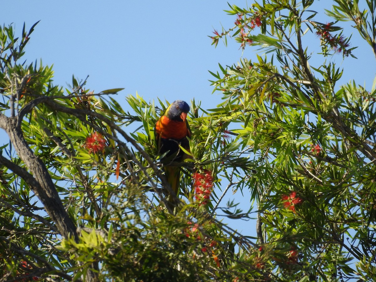 オーストラリアゴシキセイガイインコ - ML646420337