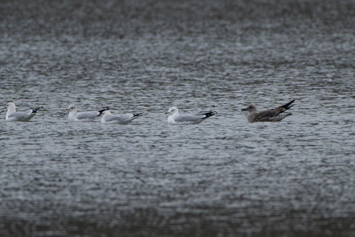 Lesser Black-backed Gull - ML646420338