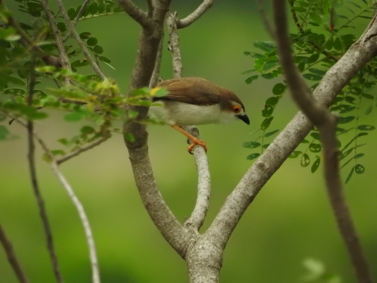 キンメセンニュウチメドリ - ML646420339