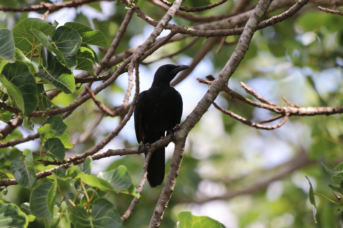 アカバネテリムク - ML646420340