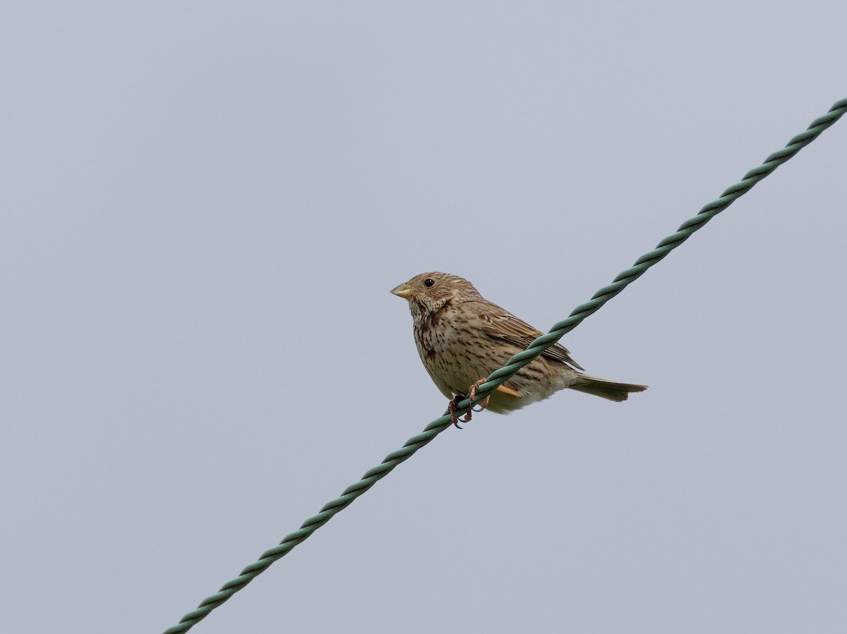 ハタホオジロ - ML646420341