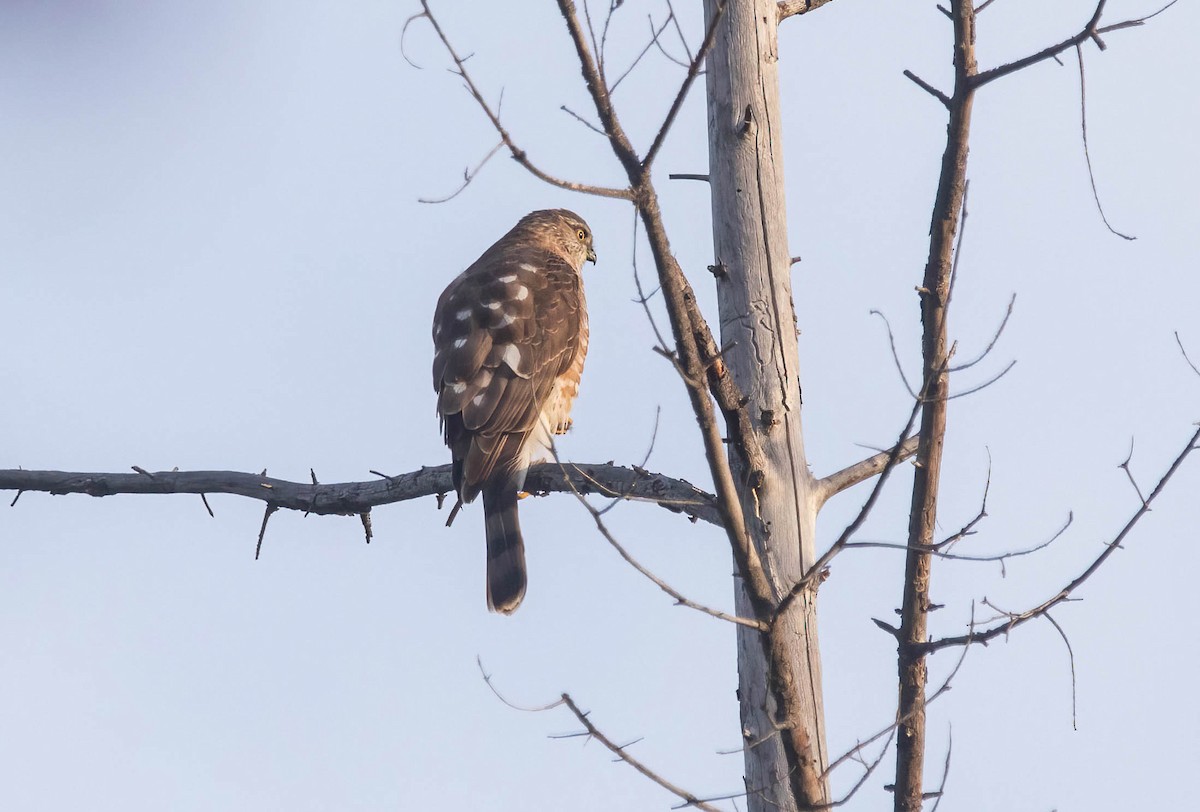 アシボソハイタカ - ML646420344