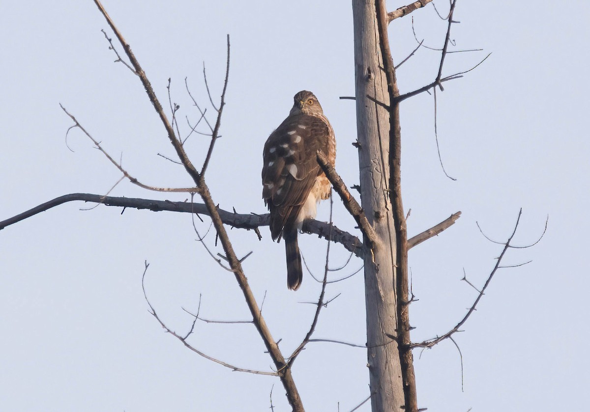 アシボソハイタカ - ML646420345