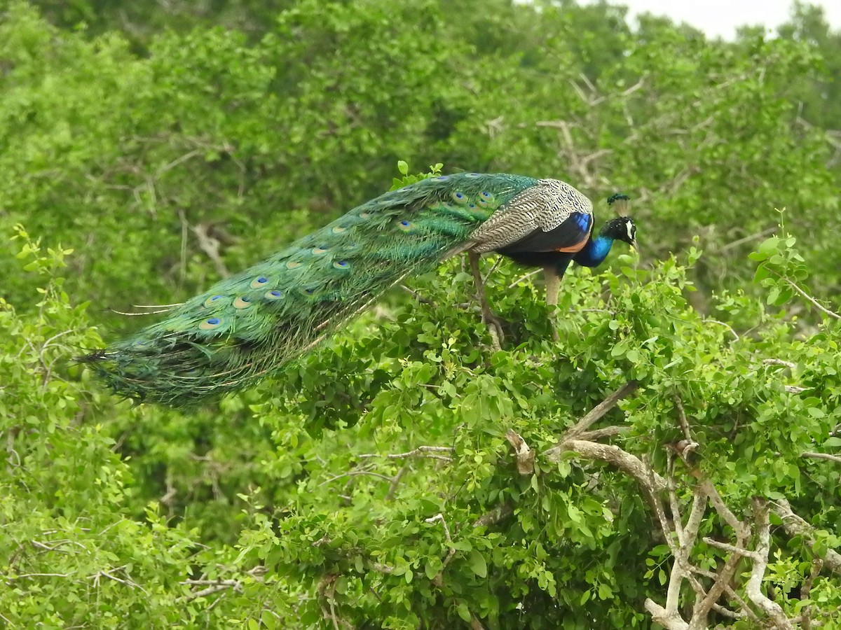 インドクジャク - ML646420346