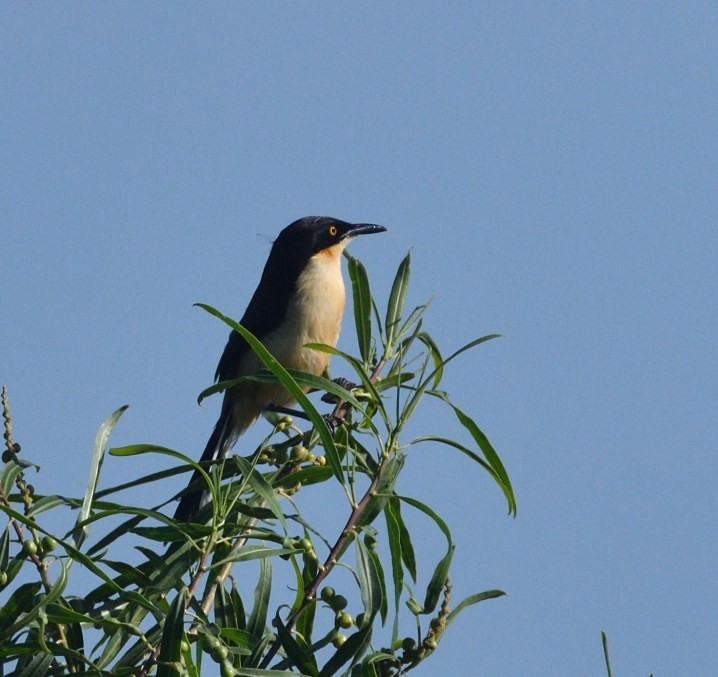 ミズベマネシツグミ - ML646420347