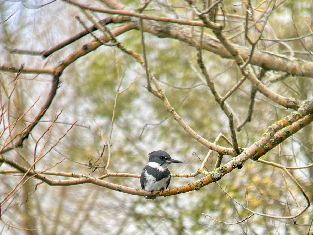 アメリカヤマセミ - ML646420348