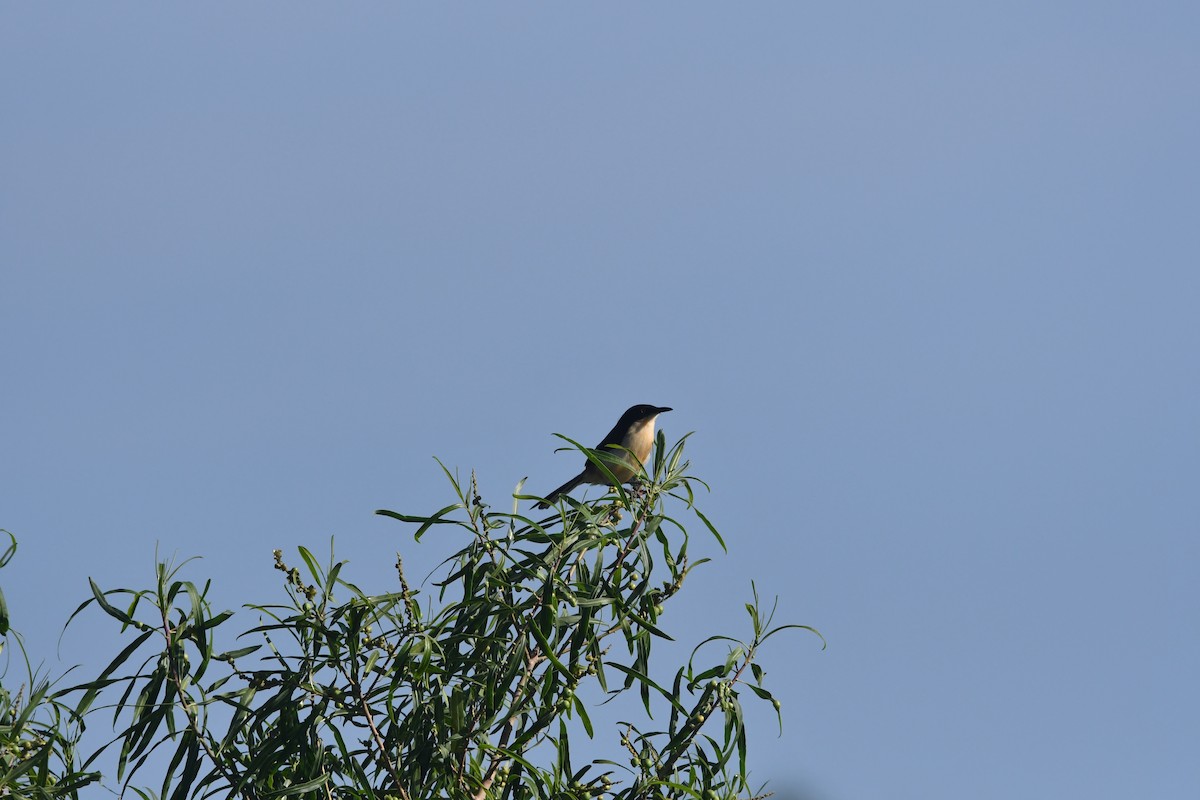 ミズベマネシツグミ - ML646420350