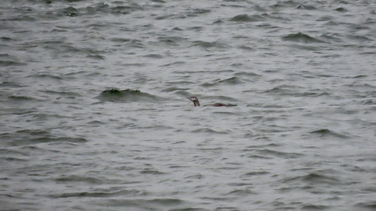 アビ - ML646420351