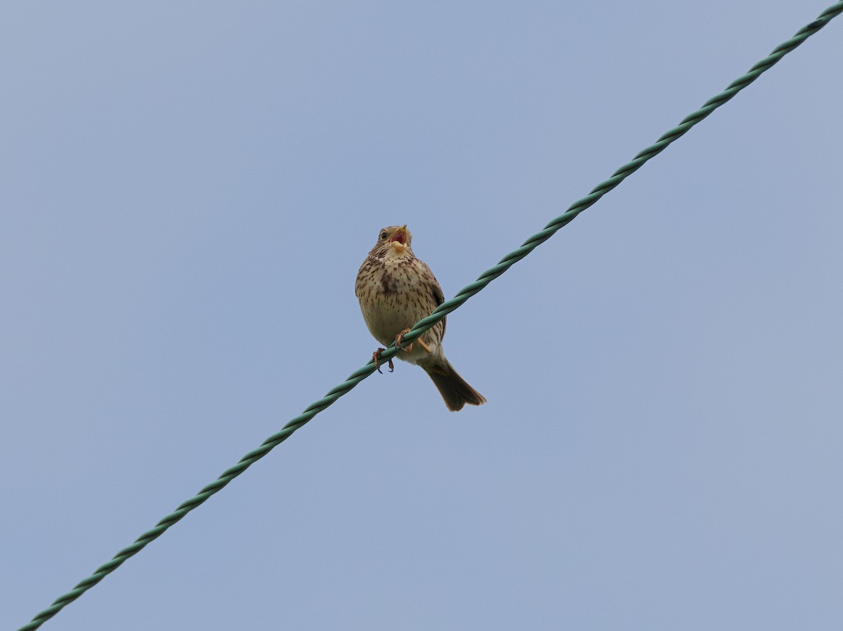 ハタホオジロ - ML646420352