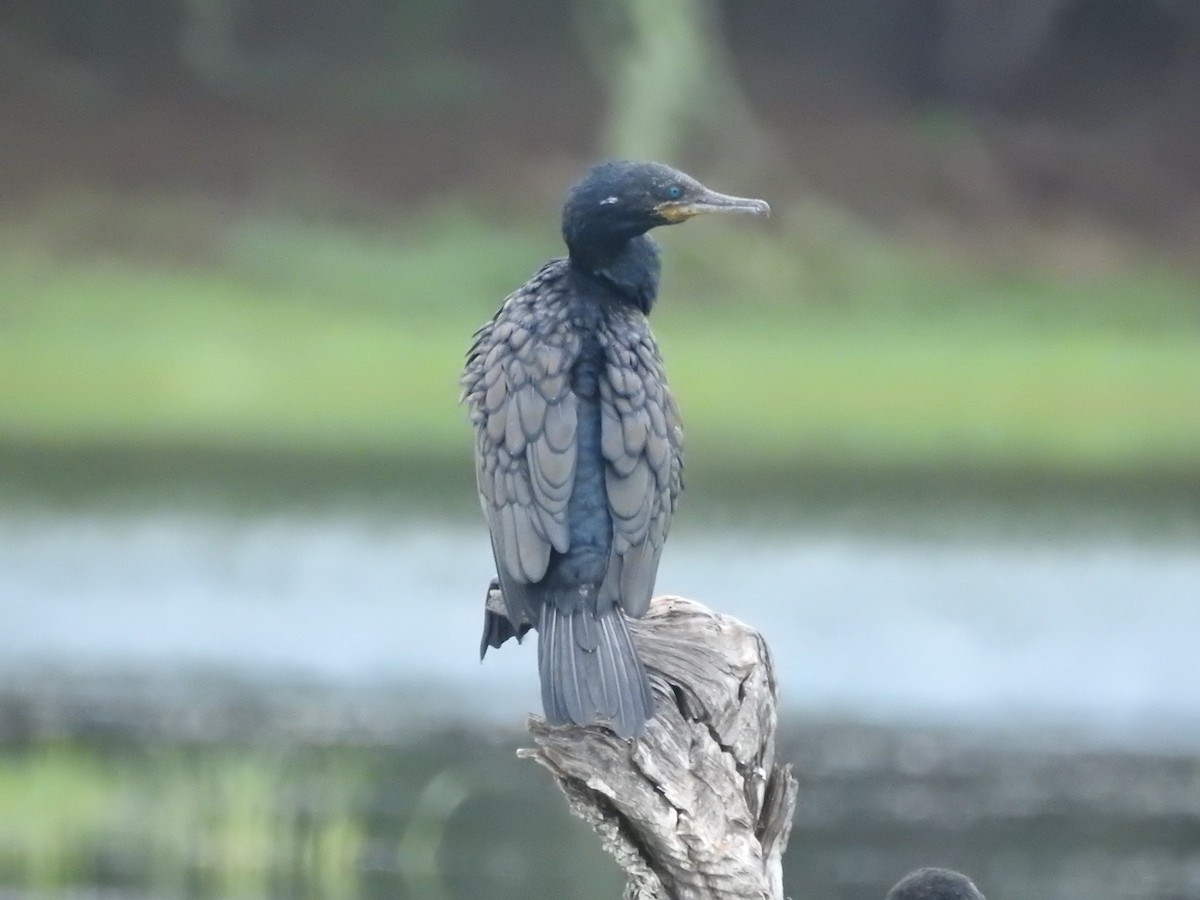 インドヒメウ - ML646420353