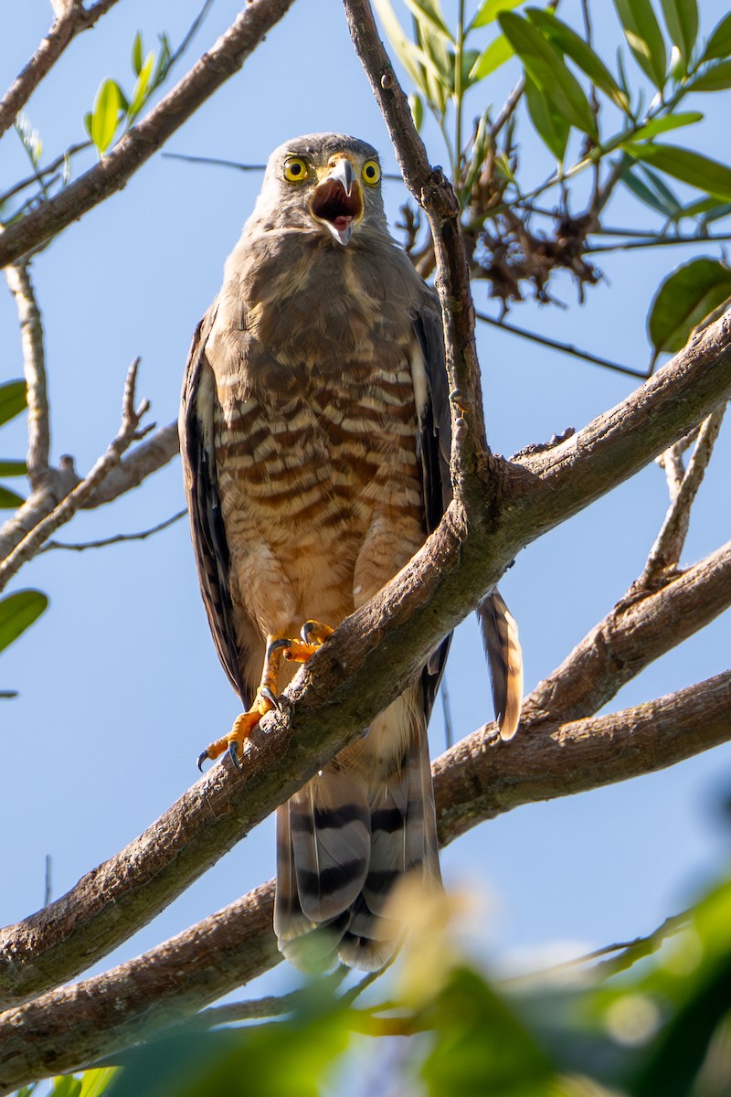 オオハシノスリ - ML646420354