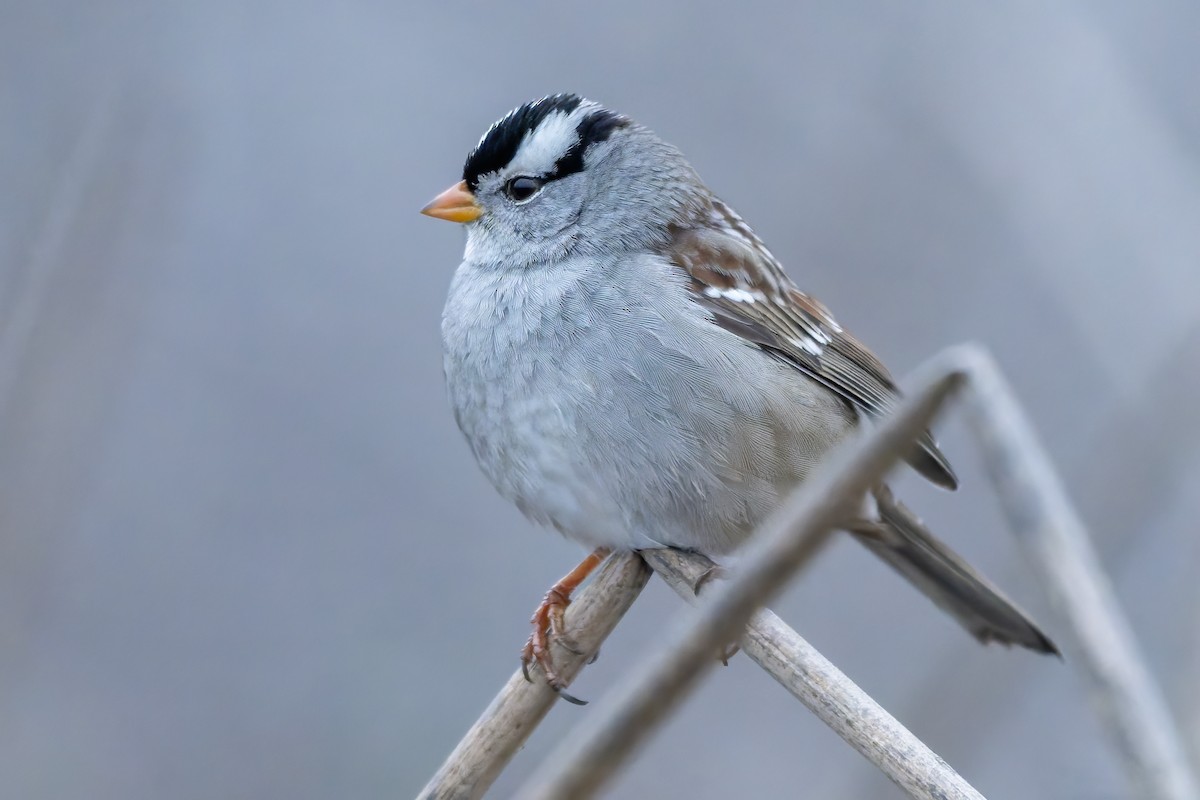 ミヤマシトド - ML646420355