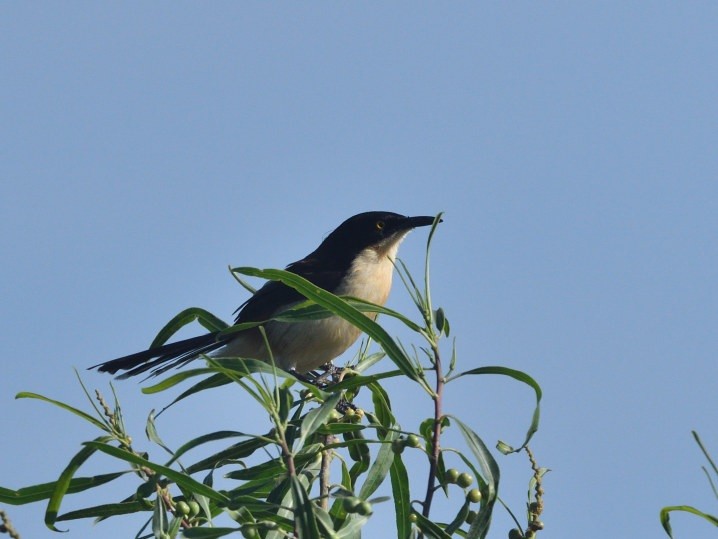 ミズベマネシツグミ - ML646420356