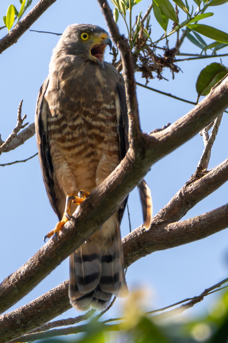 オオハシノスリ - ML646420358