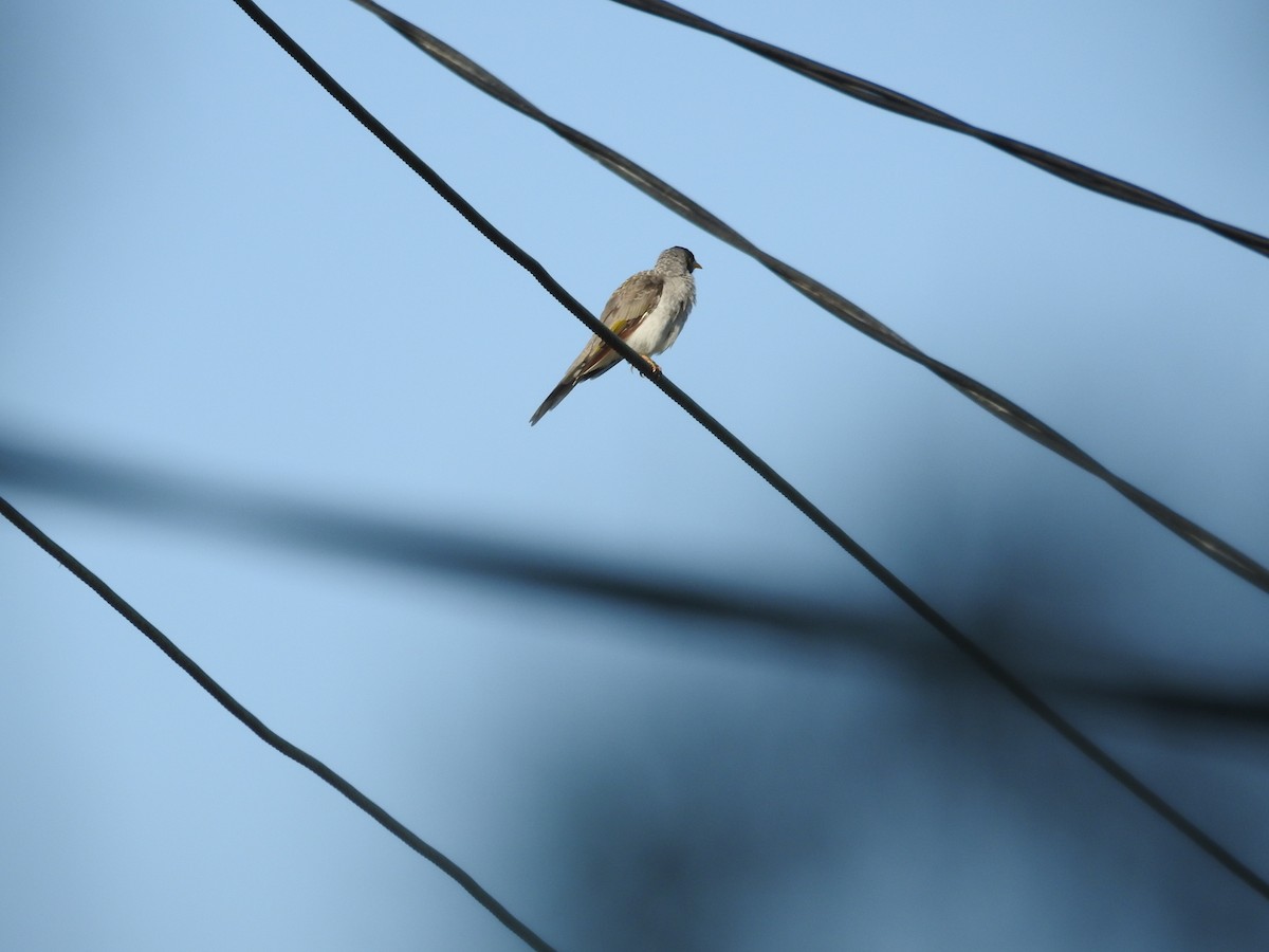 クロガオミツスイ - ML646420359