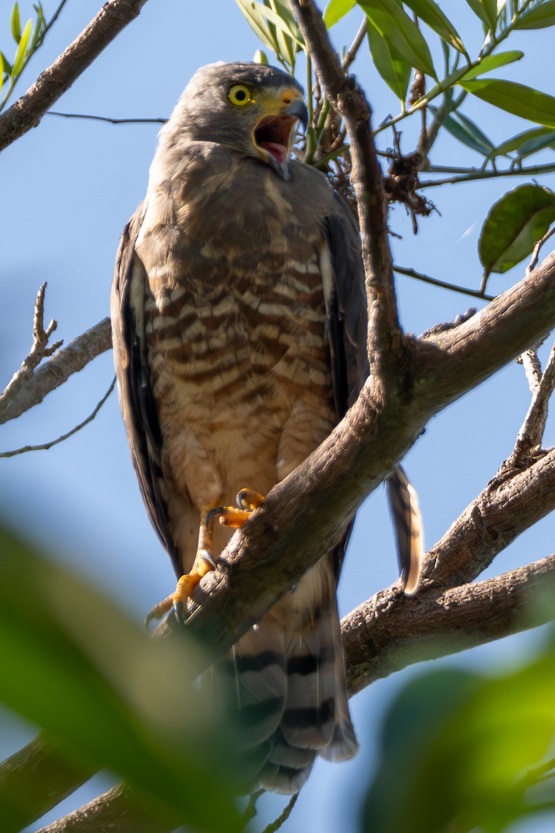 オオハシノスリ - ML646420360