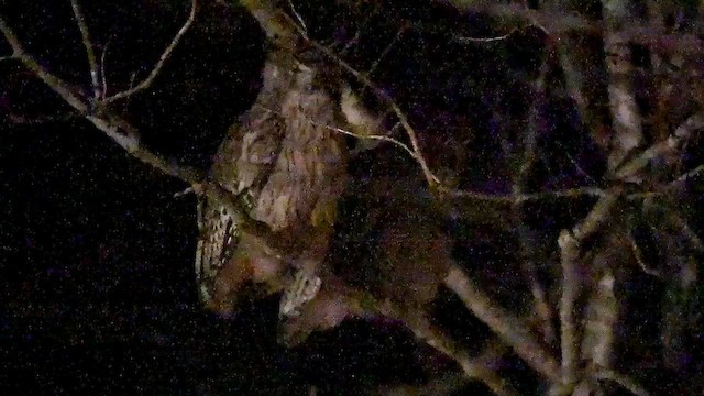 シマフクロウ - ML646420362