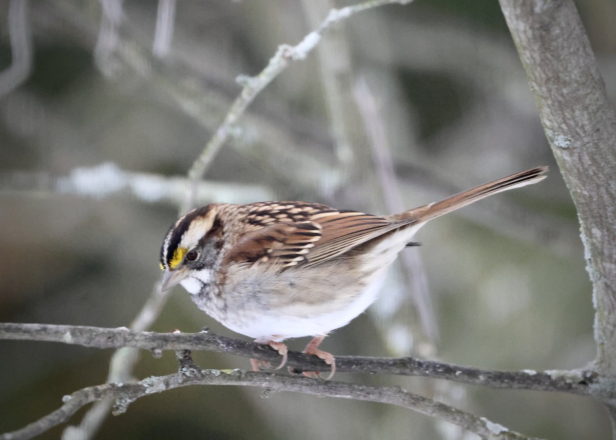 ノドジロシトド - ML646420364